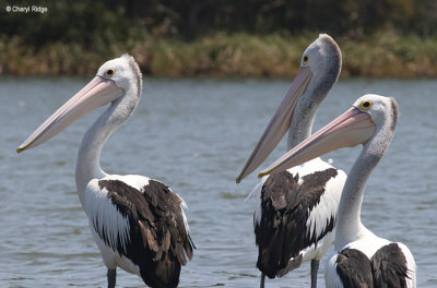 5466-pelican.jpg