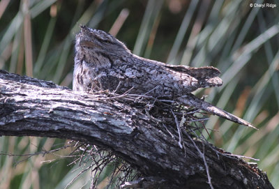 5477-tawny-frogmouth.jpg