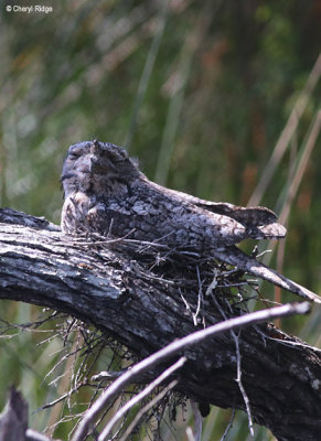 5479-tawny-frogmouth.jpg