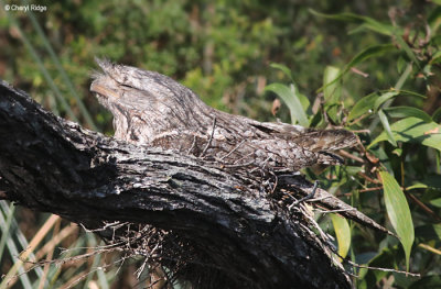 5507-tawny-frogmouth.jpg