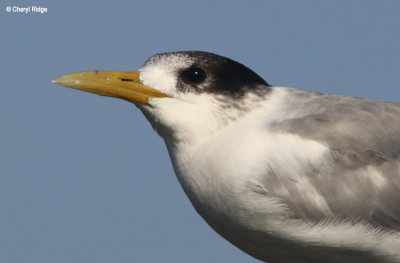 5533-tern.jpg