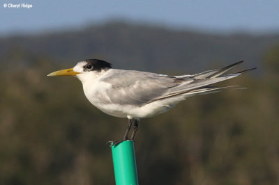 5535-tern.jpg