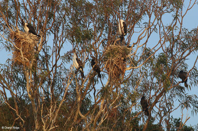 5545-cormorants.jpg