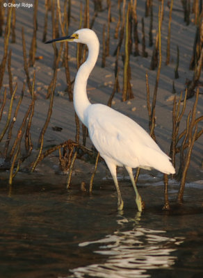 5548-egret.jpg