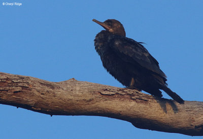 5552-cormorant.jpg