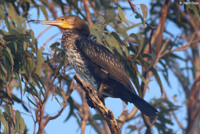 5554-cormorant.jpg