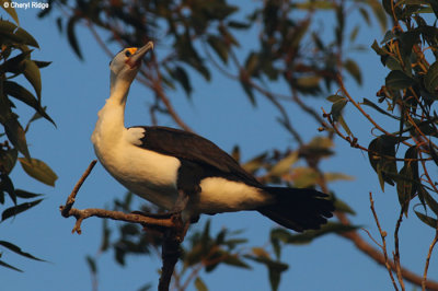 5556-cormorant.jpg