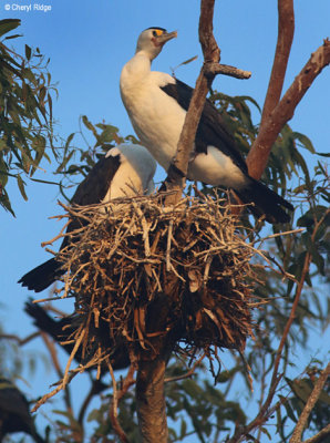 5563-cormorant.jpg