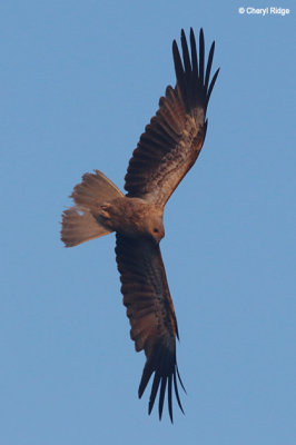 5574-whistling-kite.jpg