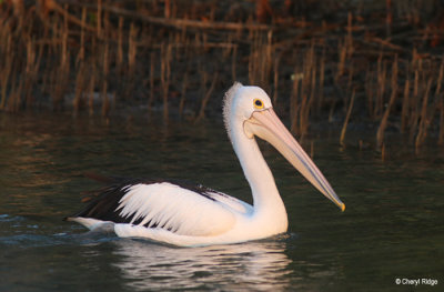 5583-pelican.jpg