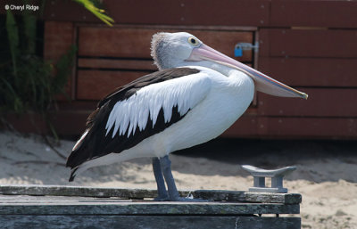 6002-pelican.jpg