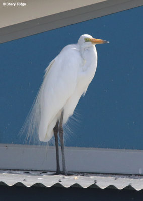 6008-egret.jpg