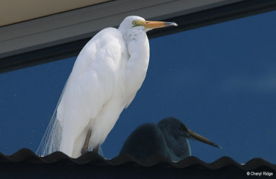 6013-egret.jpg