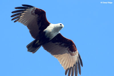 6029-brahminy-kite.jpg