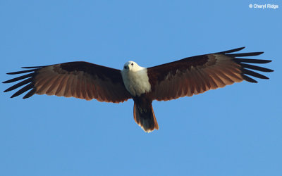 6030-brahminy-kite.jpg