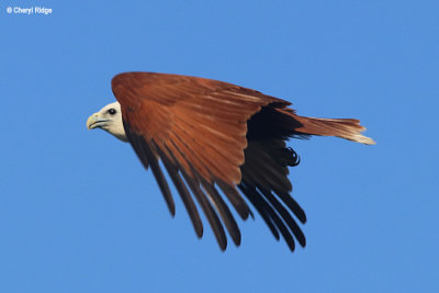 6036-brahminy-kite.jpg