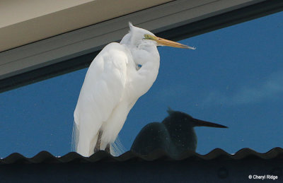 9717-egret.jpg