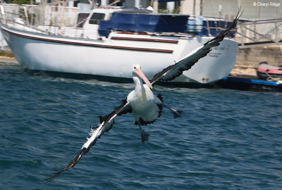 8941-pelican.jpg