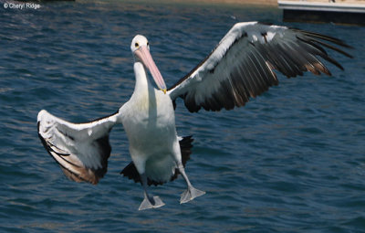 8942-pelican.jpg