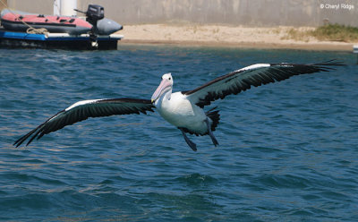 8945-pelican.jpg