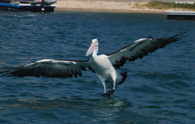 8946-pelican.jpg