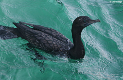 8947-cormorant.jpg