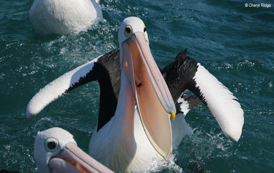 8951-pelican.jpg