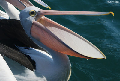 8952-pelican.jpg