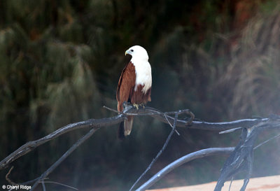 6187-brahminy-kite.jpg