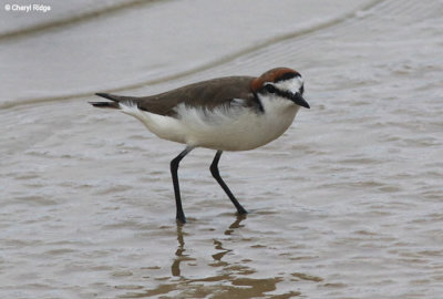 6198-red-capped-dotterel.jpg