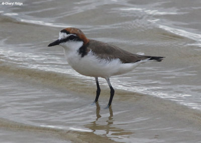 6202-red-capped-dotterel.jpg