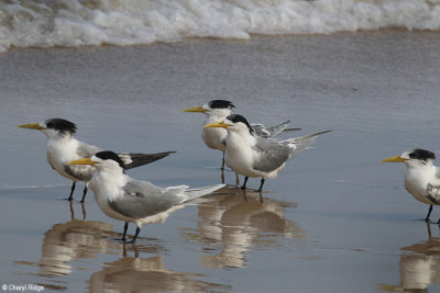 6214-tern.jpg