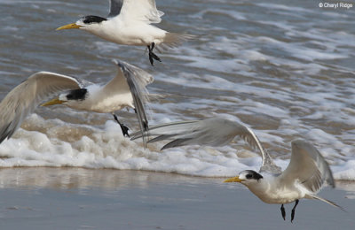6215b-terns.jpg