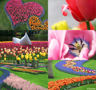 keukenhof-holland.jpg