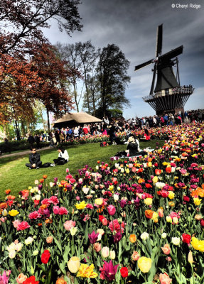 P4230277-keukenhof.jpg