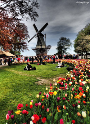 P4230285-keukenhof.jpg