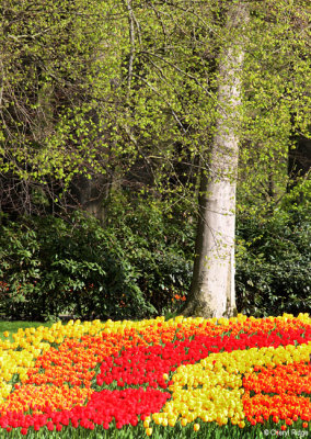 0124-keukenhof.jpg