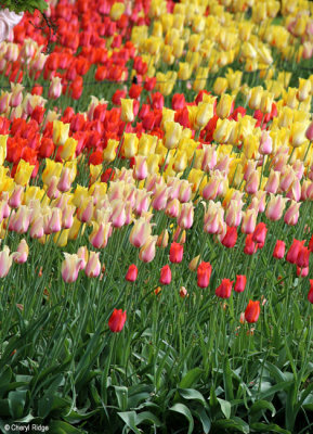 0136-keukenhof.jpg