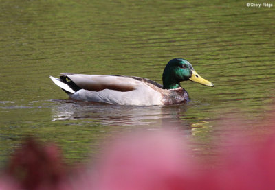 0144-keukenhof.jpg