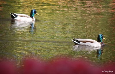 0147-keukenhof.jpg