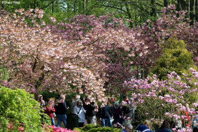 0151-keukenhof.jpg