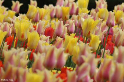 0190-keukenhof.jpg