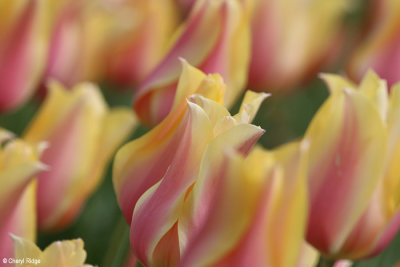 0192-keukenhof.jpg