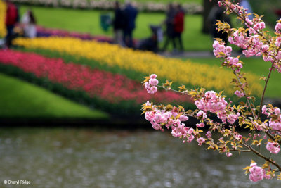 0207-keukenhof.jpg