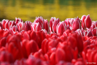 0219-keukenhof.jpg