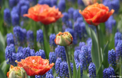 0221-keukenhof.jpg