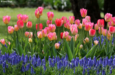 0248-keukenhof.jpg