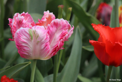 0258-keukenhof.jpg