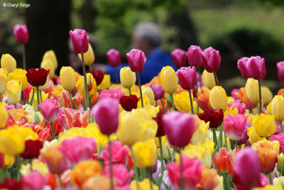 0262-keukenhof.jpg