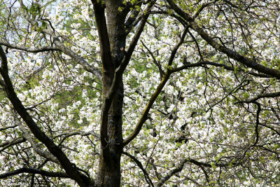 0263-keukenhof.jpg